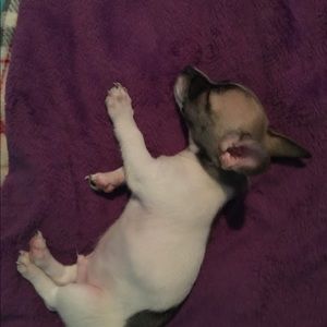 Meet your Posher, Desirae